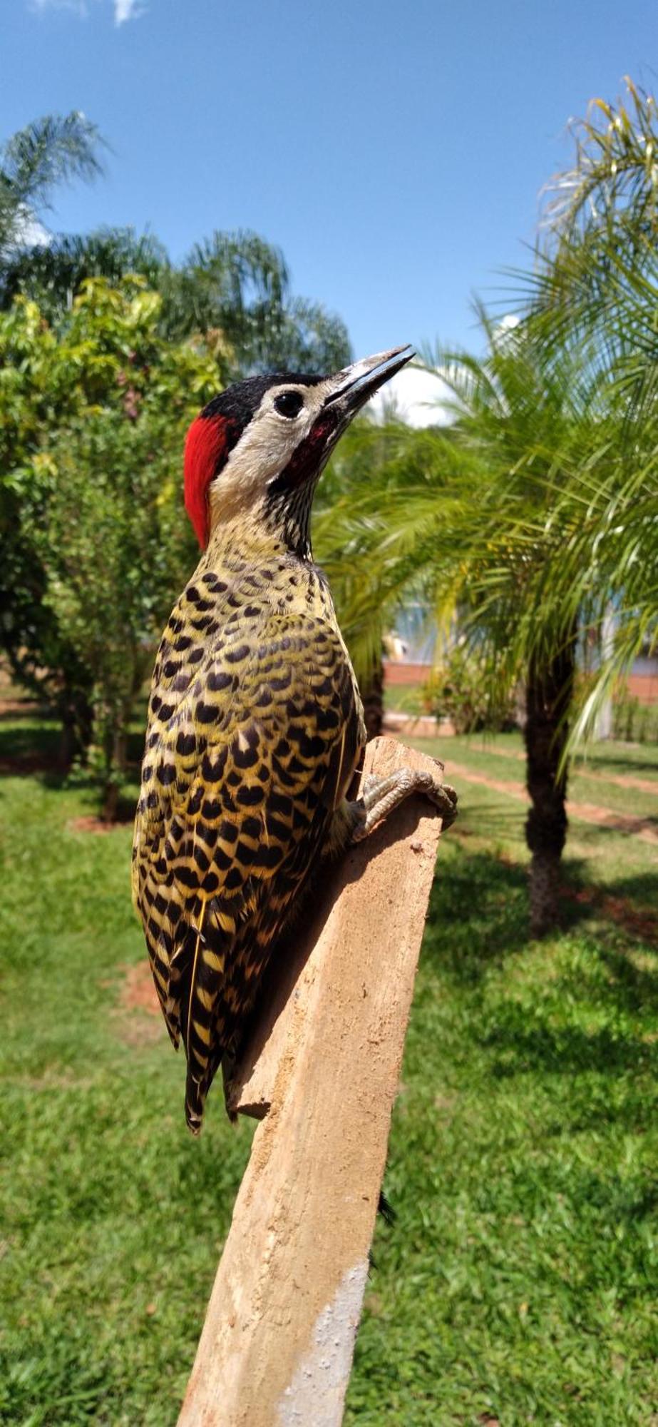 Pousada Estancia Mineira Guapé Exterior foto